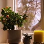 How to Refresh Your Home with Plants for a Vibrant Living Space